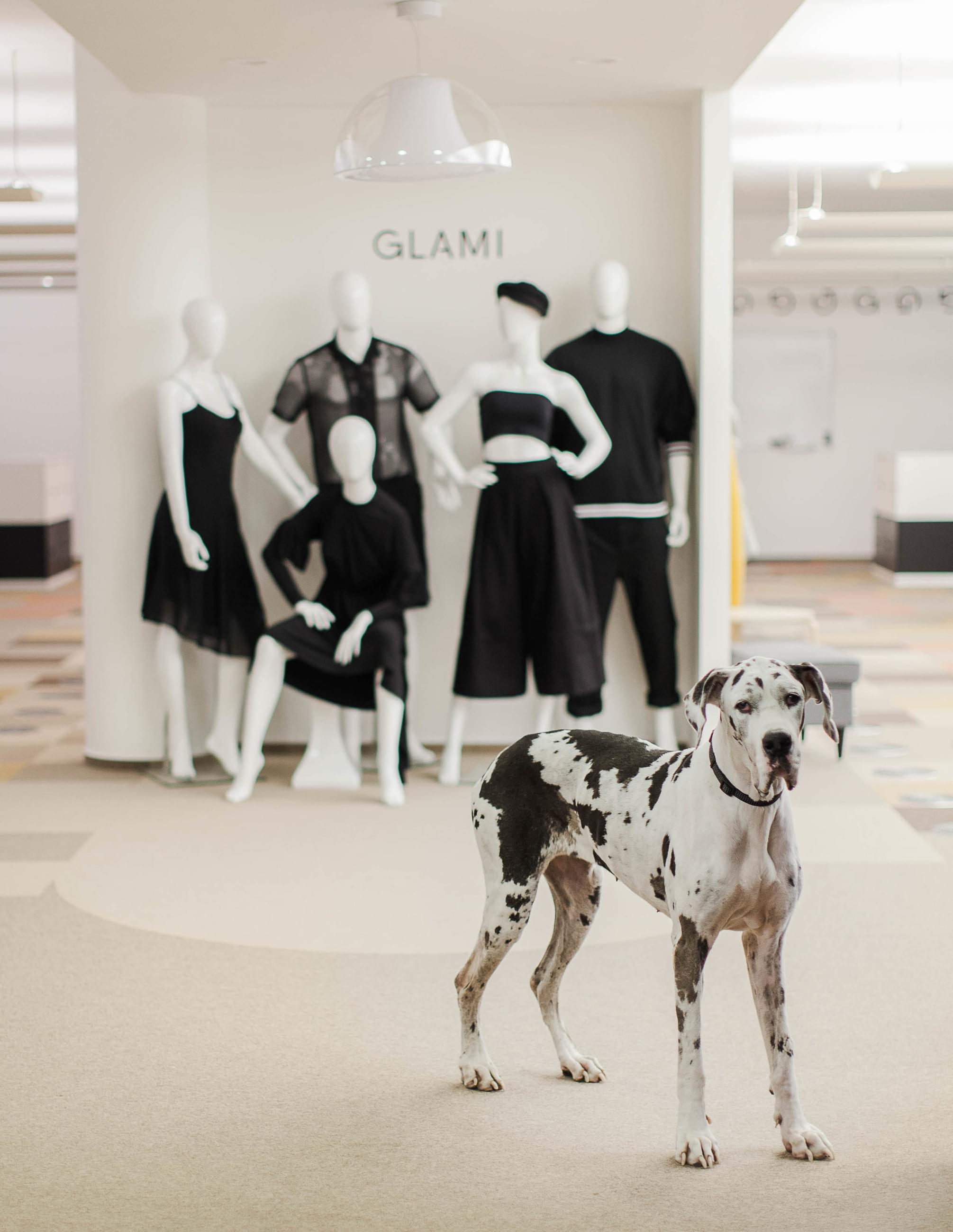 Dog friendly offices in Notino