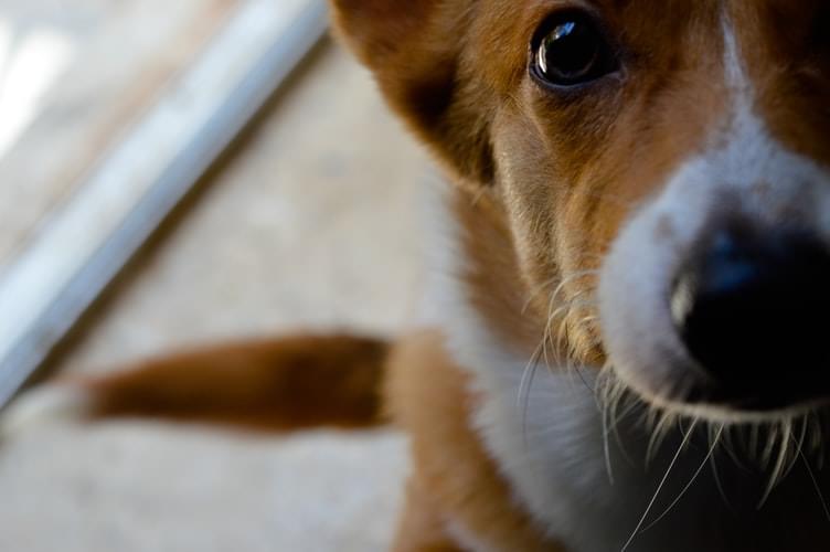 Kanceláře pet friendly