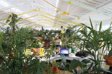 Ukázka velkého množství zeleně v otevřené kanceláři.