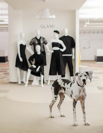 Dog friendly offices in Notino