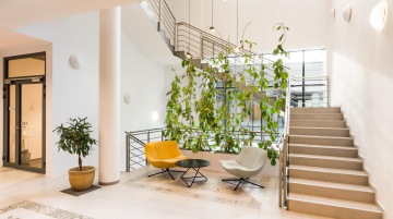 Rostliny zpříjemňující atmosféru pracovního prostředí