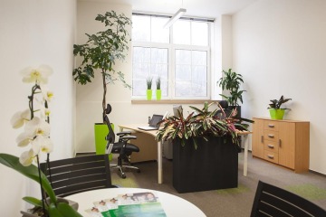 <img src="green office.png" alt="Živé rostliny v kancelářském interiéru">