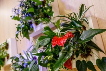 rostliny-v-interiéru-živé-stěny-kancelářský-prostor-CAPEXUS-detail-rostliny-dekorace