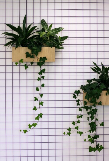 zavěšené rostliny na kovové mřížce
