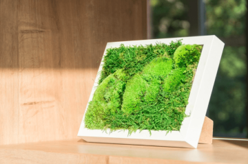 zeleň-rostliny-do-kanceláře-zdravé-pracovní-prostředí-CAPEXUS-kanceláře-designové kanceláře-CAPEXUS-CAPEXUS-kanceláře